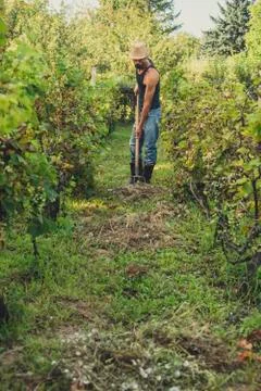 Man in a vineyard Foto stock