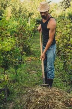 Man in a vineyard Foto stock