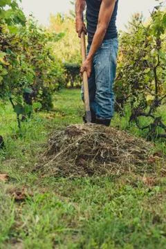Man in a vineyard Foto stock