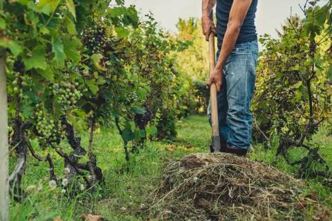 Man in a vineyard Foto stock