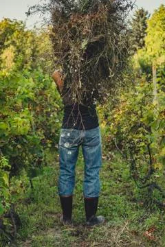 Man in a vineyard Foto stock