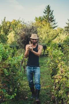 Man in a vineyard Foto stock