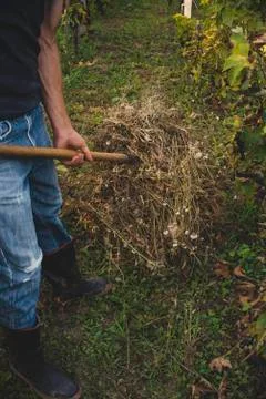 Man in a vineyard Foto stock