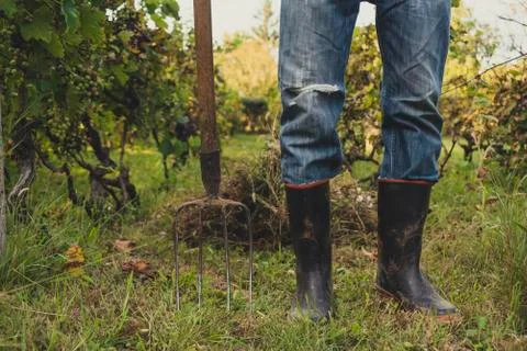 Man in the vineyard Foto stock