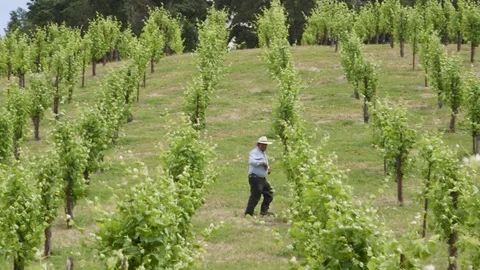 Man w Wine Stock Footage 78377645