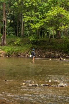 Man Wading in a Forest River 스톡 사진