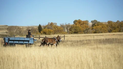 Man in wagon drives mule team through tall golden grass of autumn Stock Footage 121083304