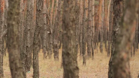 Man walk in forest Stock Footage 44549205