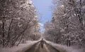 The man walk on the forest road Photo