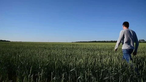 Man walk in green field, spring sunny day with clean blue sky Stock Footage 90598726