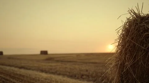 Man walk haystack field at golden sunset cropping season. Agriculture concept Stock Photos
