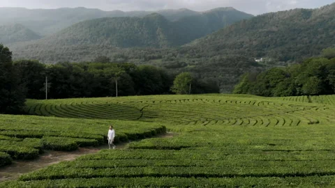 A man walk in the middle of tea field. Aerial view Stock Footage 152555927