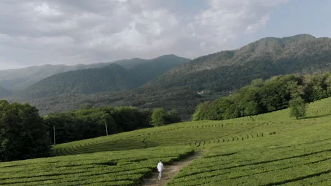 A man walk in the middle of tea field. Aerial view Video stock 152563269