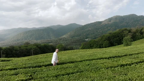 A man walk in the middle of tea field. Aerial view Stock Footage 152563532