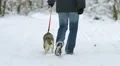The man walk in the snowy forest with a Husky. Real time capture 4k or 4k+ Resolution