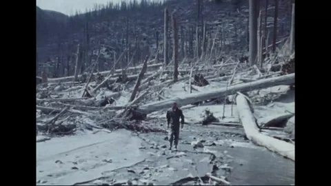 Man walk through damaged forest by eruption of Mount St. Helens - 1980 - 1983 Stock Footage 99097320