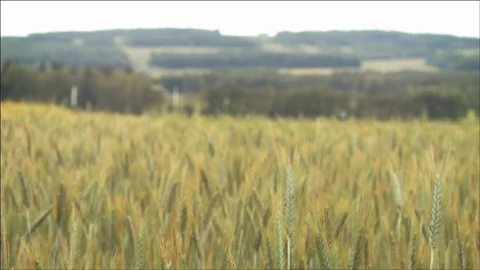 Man walk through a wheat field Stock Footage 106899334