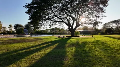 Man walk toward big tree against sun rays at dusk. Stockbeeldmateriaal 265011674