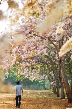 Man walk in to the tree of the genus cassis with pink flowers garden Stock Photos