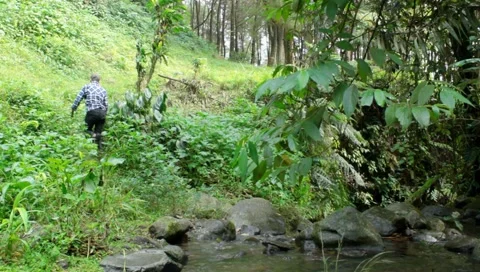 Man Walking Across Stream in Lush Forest Landscape Stock Footage 332910617
