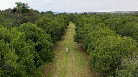 Man walking alone among trees on macadamia nuts plantation field Stock Footage 255868261