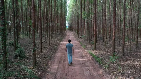 Man walking alone among trees on eucalyptus plantation field Stock Footage 255868324