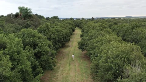 Man walking alone among trees on macadamia nuts plantation field Stock Footage 255868327