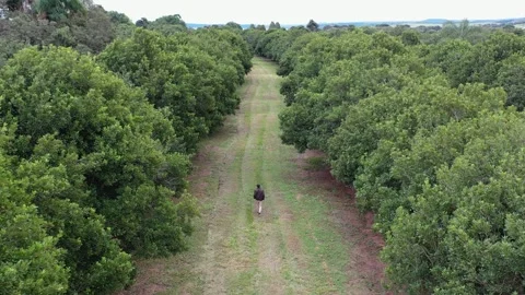 Man walking alone among trees on macadamia nuts plantation field drone view Stock Footage 255868330