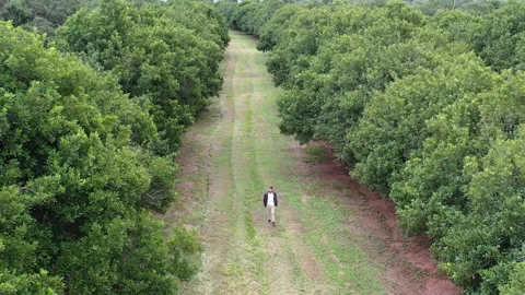 Man walking alone among trees on macadamia nuts plantation field Stock Footage 255868342