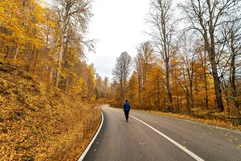 A man walking alone on a deserted forest road full of yellowed trees. 스톡 사진