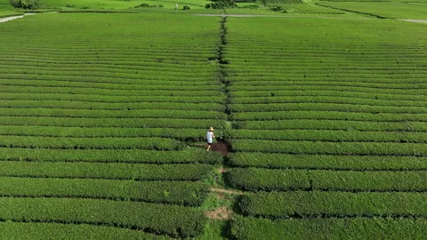Man walking alone in a green tea plantation field, South Korea Stockbeeldmateriaal 346599855
