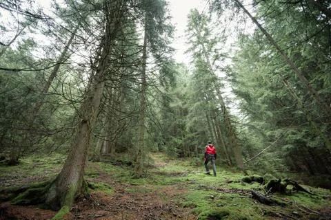 A man walking alone inside a forest in a foggy day Stock Photos