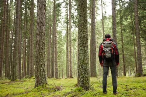 A man walking alone inside a forest in a cloudy day Stock Photos