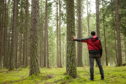 A man walking alone inside a forest in a cloudy day Stock Photos