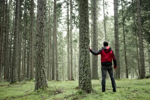 A man walking alone inside a forest in a cloudy day Stock Photos