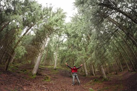 A man walking alone inside a forest in a cloudy day Stock-Fotos