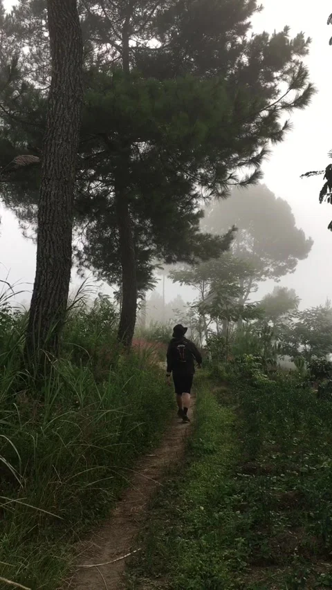 Man Walking Alone on a Mountain Trail Into Misty Pine Forest Видео 347433675
