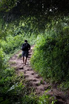 A man walking alone through the forest Stock Photos