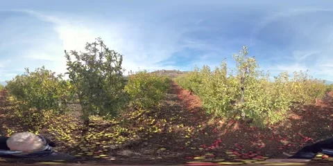 A man walking along fallen apples on ground in orchard 360VR Видео 296679788