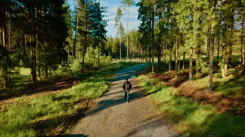 Man walking along forest path on sunny day. Male hiking through woodland trail Stock Footage 313126134
