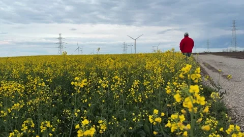 Man Walking Along Rapeseed Field Toward Wind Farm and Power Infrastructure Video stock 335809248