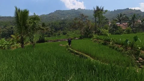 Man Walking Along Rice Field Embankment in Rural Countryside Stock Footage 344840906