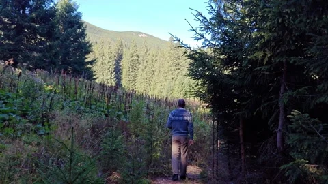 Man walking along trail with back to camera in mountain forest Stock-Footage 344886784