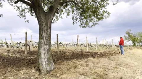 Man Walking Along Vineyard Rows in Rural Countryside Vídeo Stock 335215075