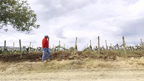 Man Walking Along Vineyard Rows in Rural Countryside Video stock 335215080