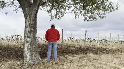 Man Walking Along Vineyard Rows in Rural Countryside 库存影片 335215102