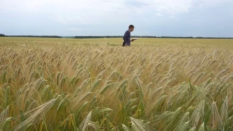 A man is walking along a wheat field Видео 77255018
