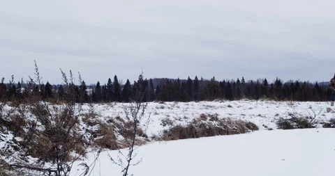 Man Walking With Alpaca In Forest Stock Footage 125927027