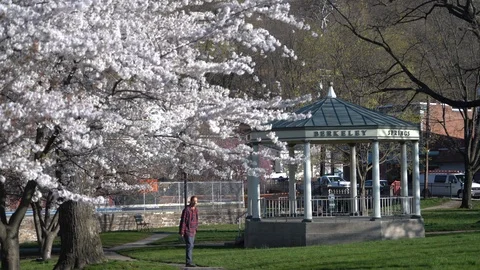 Man walking among cherry blossoms in a state park in a small rural town. Stock Footage 106472406