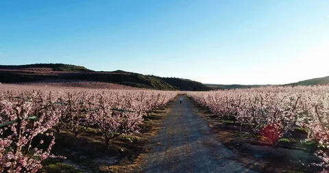 Man walking among fruit trees Stock Footage 104646917